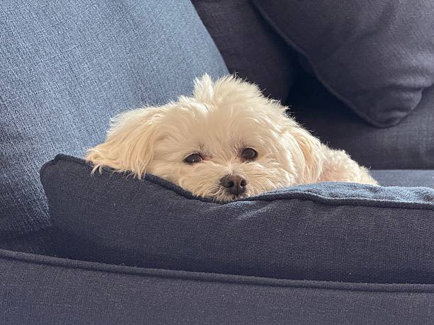istock Cute white dog on a blue couch 2220748411