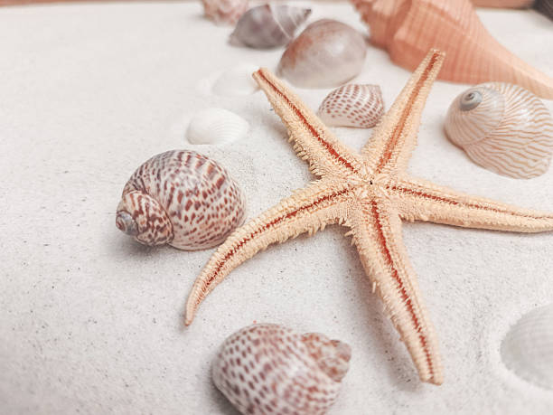 istock Close-up of a starfish and seashells arranged on soft white sand. 2220748512