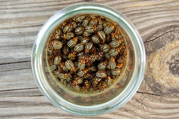 Numerous potato beetles are gathered in a clear glass jar resting on a rustic wooden surface during daylight hours, showcasing their striped patterns.