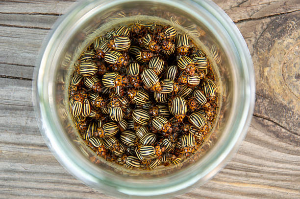 Numerous potato beetles are gathered in a clear glass jar placed on a rustic wooden table, showcasing their unique striped appearance.
