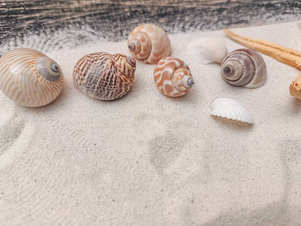 Colorful seashells rest on soft white sand, highlighting their unique textures and patterns.