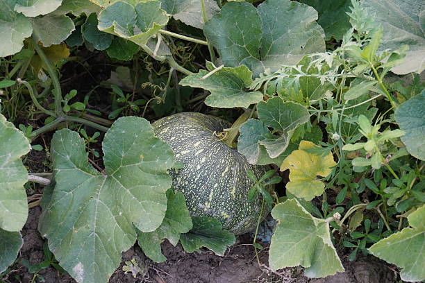 istock A developing pumpkin is hiding behind leaves of the plant 2220749761