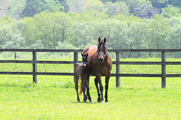 istock Horse parent and child 2220750325