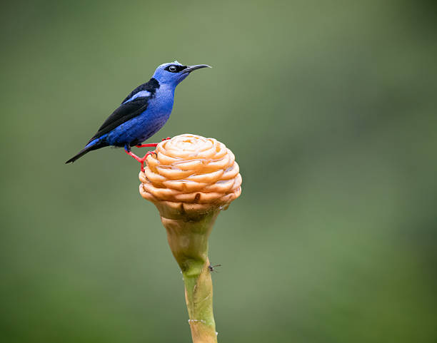 Found this beautiful Red-legged honeycreeper taking nectar from this ginger flower in the cloud forest of San Ramon, Costa Rica
