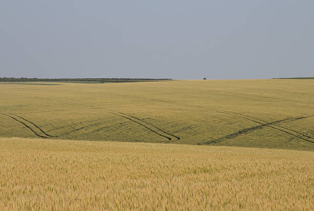 A field of wheat. Text. Grass. Sky. Outdoor. Field