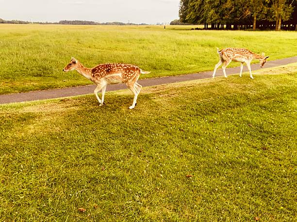 istock A peaceful stroll for these spotted Deers in the park 2220752953