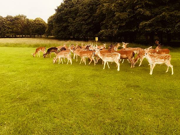 istock A herd of deer grazing peacefully in Phoenix Park 2220753159