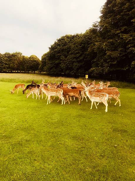istock A gathering of deer enjoying a tranquil graze in the open field. 2220753167