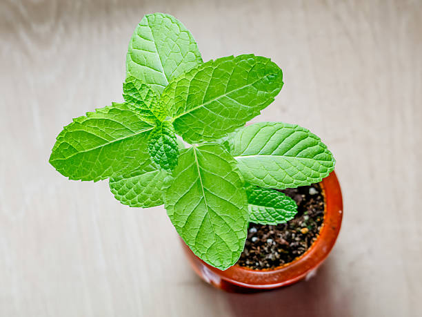 istock peppermint Herbal Plant for Relaxation 2220754555