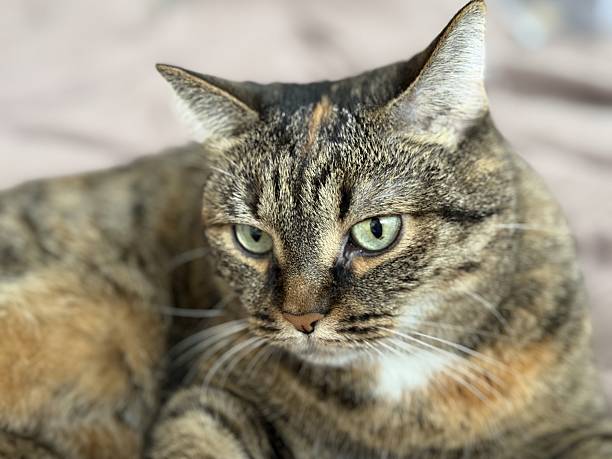 istock A Charming Tabby Cat Enjoys Relaxing on Soft and Cozy Bedding, Looking Perfectly Content. A beautiful tabby cat lounging gracefully on a cozy bed, showcasing its striking fur and serene demeanor 2220755352