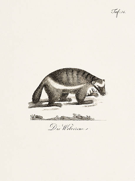 Antique zoological illustration of a wolverine. Published in Germany, 1799. Detailed 18th-century natural history engraving.