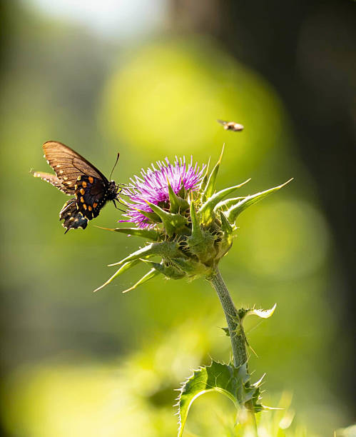 Black swallowtail butterfly feeds on a blooming thistle while a bee approaches in soft morning light, surrounded by glowing greens and blurred bokeh for a dreamy summer scene.