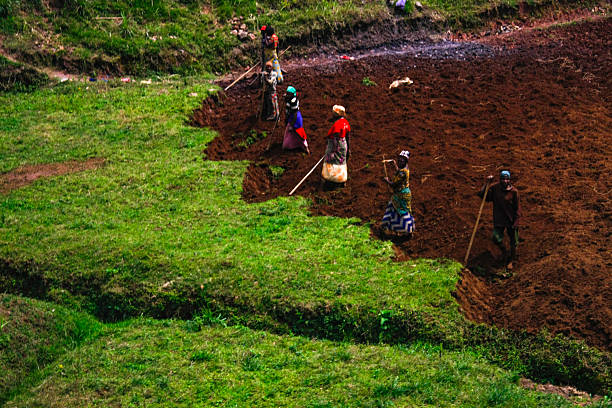 A high-angle view captures a group of Rwandan farmers, including women in vibrant traditional attire, diligently working the fertile terraced land. They are seen using simple hand tools to prepare or cultivate the rich, dark soil, with lush green crops and unworked earth creating a strong contrast. This image vividly depicts the manual labor and traditional farming methods common in the Rwandan countryside, highlighting themes of agriculture, community, sustenance, rural life, and the vital role of local populations in food production. It offers an authentic glimpse into daily life and agricultural practices in East Africa.