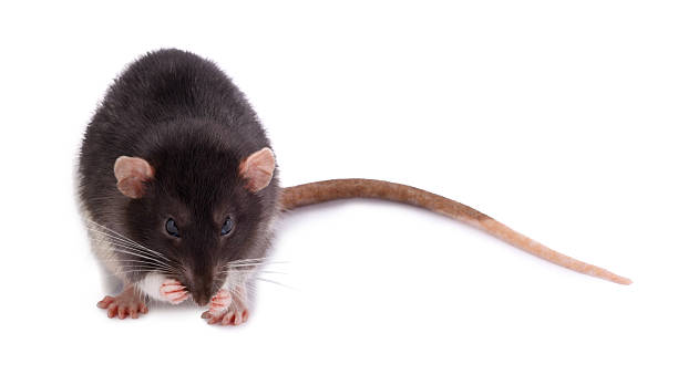 istock One rat on white background. Cute rodent 2220757868
