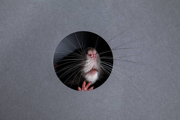 istock Cute rat looking through hole in grey paper sheet 2220758040