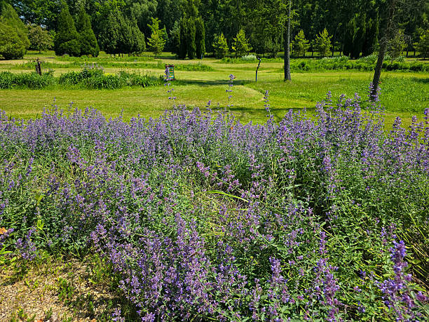 istock Botanical Wonderland A Symphony of Blooms 2220761028