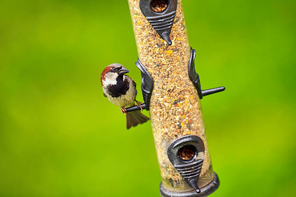 Male House Sparrow eating seeds on a bird feeder.