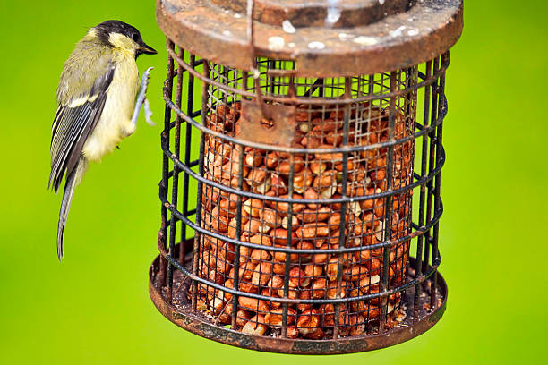 Young Great Tit landing on a feeder full of peanuts in late Spring.