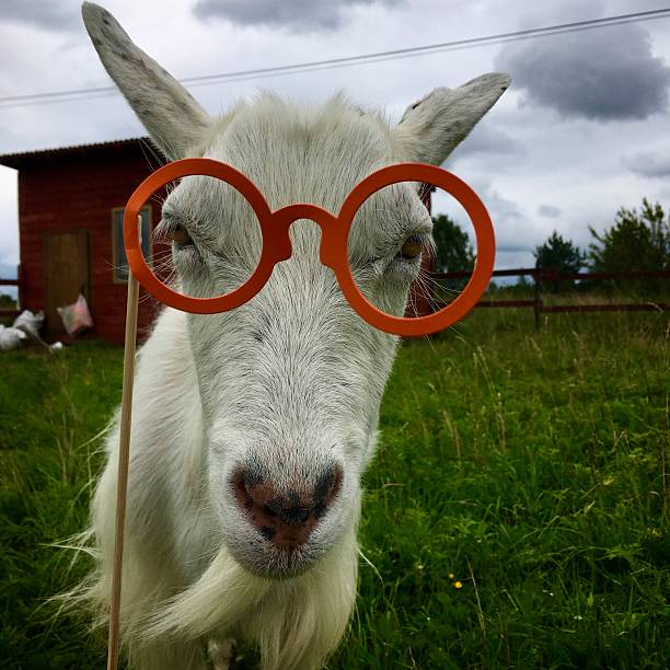 istock Funny goat with glasses 2220761807