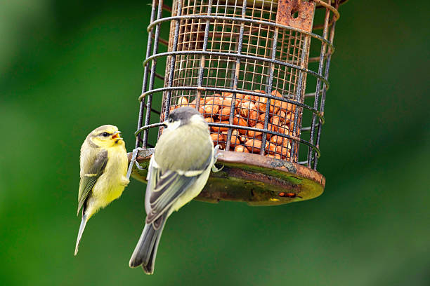 istock Juvenile Blue Tit demanding food 2220762612
