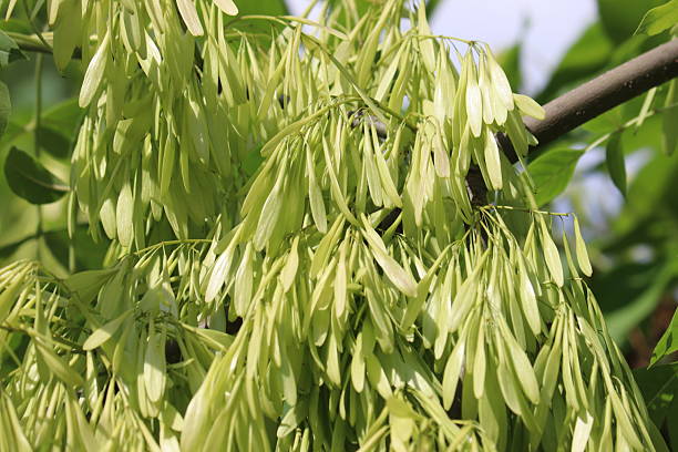 istock Green fruits of ash (Fraxinus pennsylvanica) close-up 2220763565