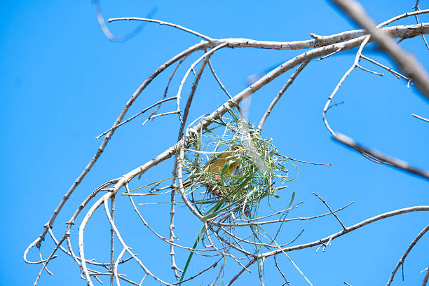 On a bright day, birds are building nests on high branches.