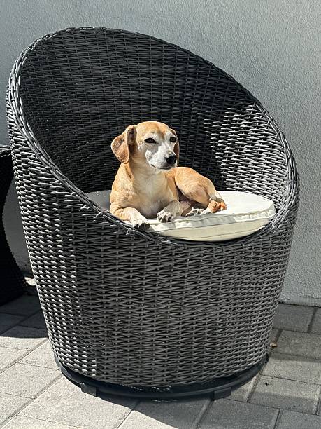 Handsome dachshund mix dog sitting on a modern chair in the sunlight