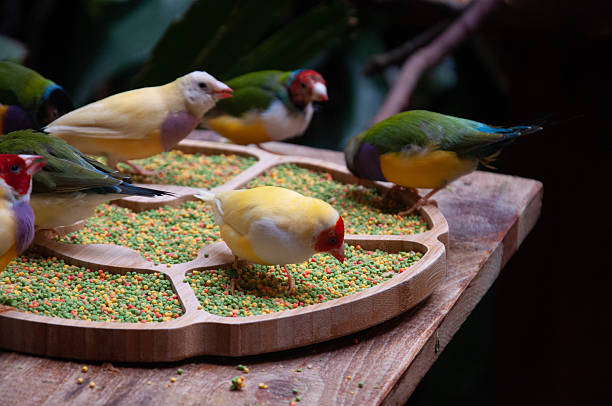 Colorful birds in a wooden tray on a wooden table. Selective focus.