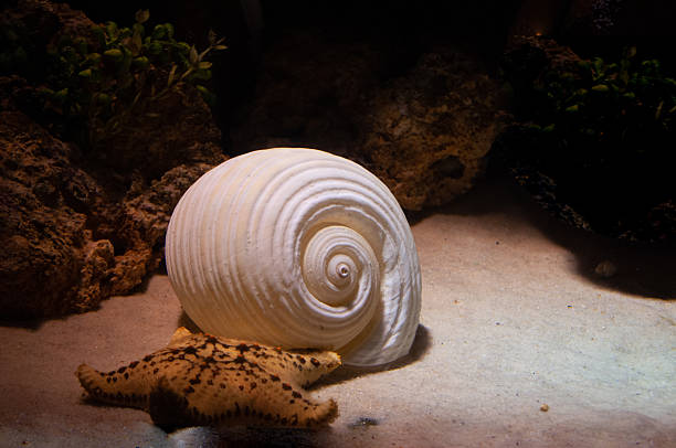 Sea shell and starfish in the aquarium. Underwater world.