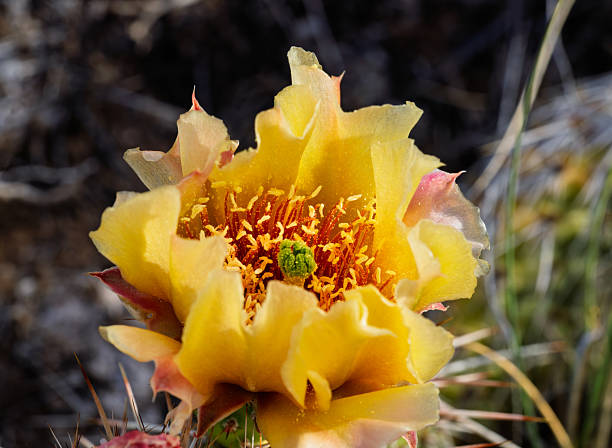 Blooming Prickly Pear Cacti Scenic Landscapes and Closeup Detail - Yellow flowers in early summer in high desert region. Colorful cactus plants at peak bloom.