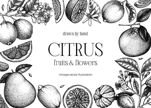 Citrus fruit frame design. Hand drawn vector illustration. Healthy food sketches. Engraved summer background. NOT AI generated