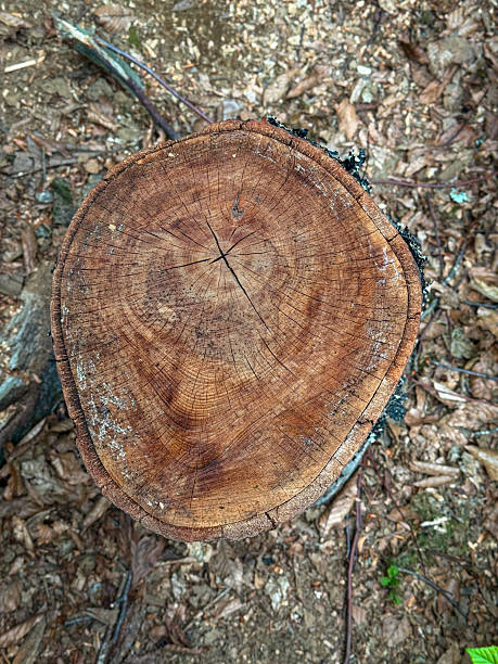 istock Weathered Tree Stump Revealing Growth Rings in Forest Clearing 2220774068