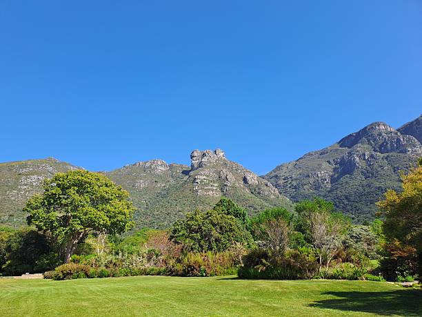 istock Kirstenbosch botanical garden, Table Mountain 4 2220775652