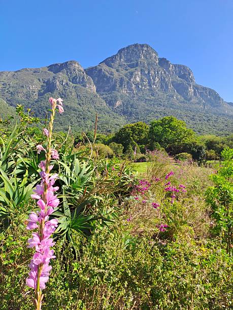 View of botanical garden at the foot of Table Mountain
