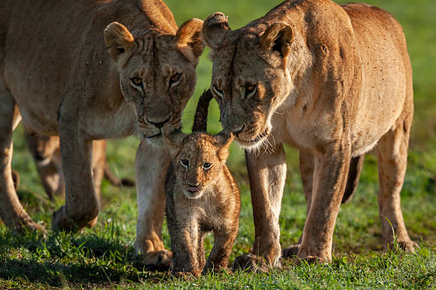 istock African lion (Panthera leo) pride, Maasai Mara, Kenya 2220775865