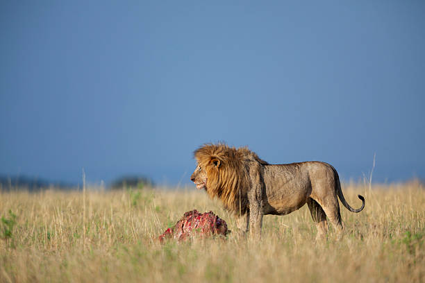 Male African lion (Panthera leo) feeding on a carcass, Masai Mara or Maasai Mara National Reserve, Kenya. The African lion is classed as Vulnerable to extinction.