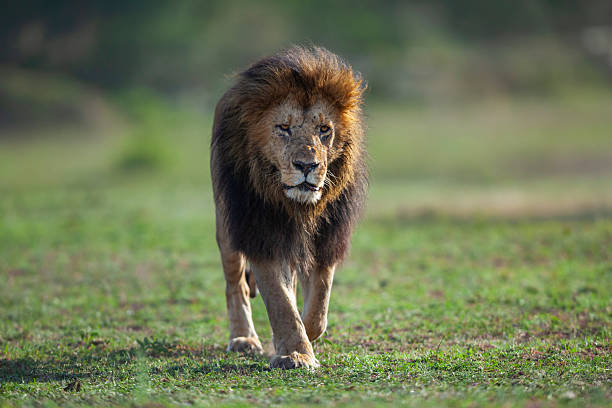 istock African lion (Panthera leo), Maasai Mara, Kenya 2220775919