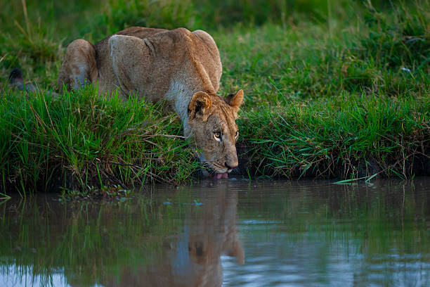 African lioness (Panthera leo) drinking at a waterhole, Masai Mara or Maasai Mara National Reserve, Kenya. The African lion is classed as Vulnerable to extinction.