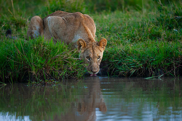 African lioness (Panthera leo) drinking at a waterhole, Masai Mara or Maasai Mara National Reserve, Kenya. The African lion is classed as Vulnerable to extinction.