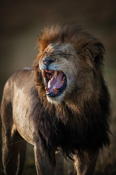 istock African lion (Panthera leo), Maasai Mara, Kenya 2220775940