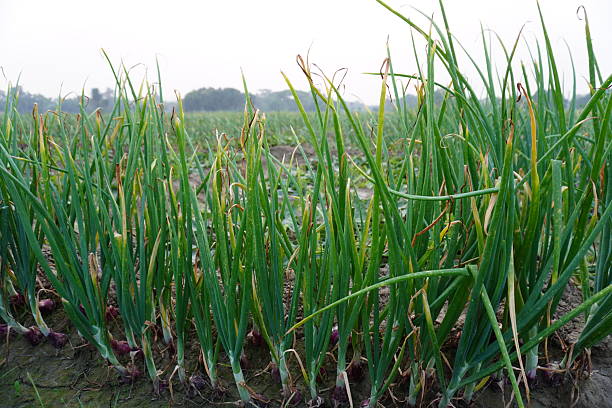 Several onion plants are on the ground with its long thin leaves