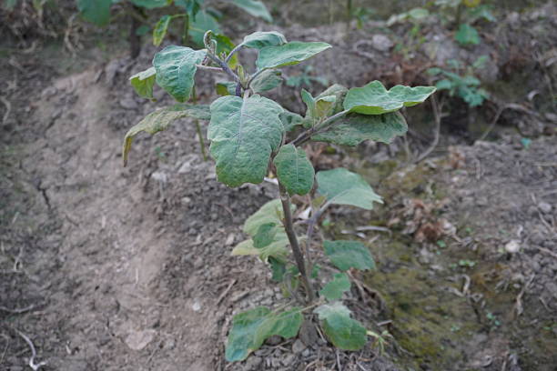 A young aubergine plant is growing on the soil