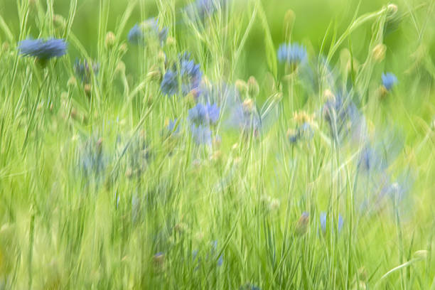 Abstract photography of blue cornflowers blowing in the wind with motion blur creating movement.