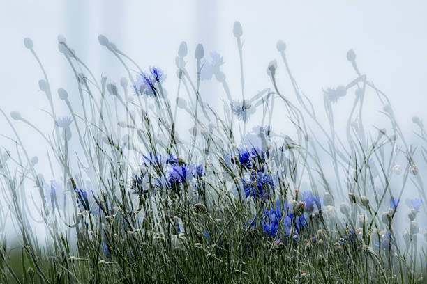Double exposure photography of blue cornflowers blooming against a blue sky creating a feeling of motion.