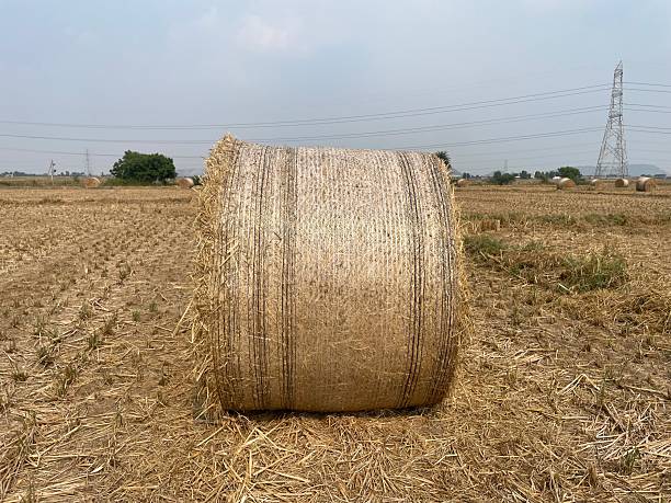 Hay Bale in a Dry Farmland Under Clear Sky