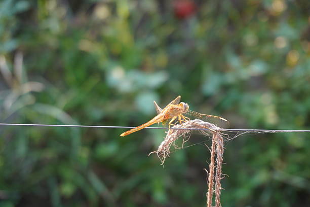A Dragonfly perched on a plant stem with a smooth background of green and yellow vegetation.