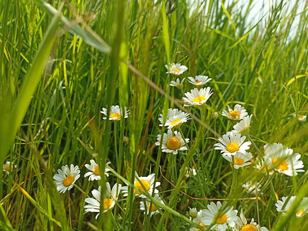 Matricaria chamomilla (synonym: Matricaria recutita), commonly known as chamomile (also spelled camomile), German chamomile, Hungarian chamomile (kamilla), wild chamomile