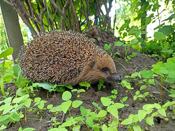 Hedgehog in the backyard in Ukraine