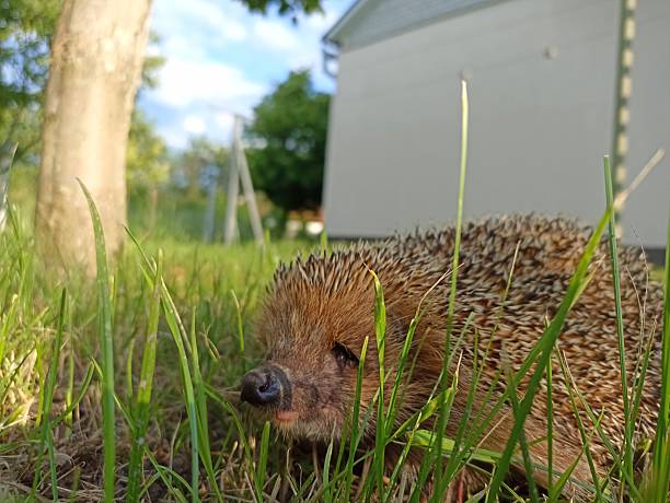 Hedgehog in the backyard in Ukraine