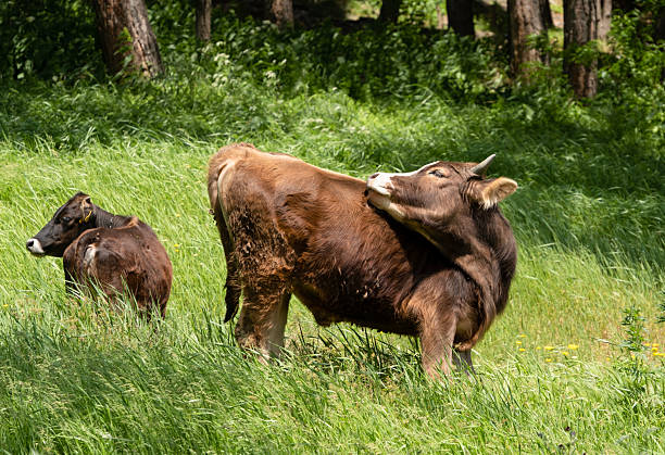 A bull and a calf are grazing in a meadow